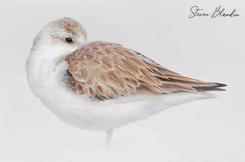 Bird Photography by Steven Blandin