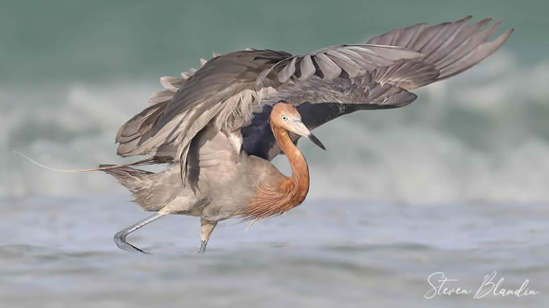 Bird Photography by Steven Blandin