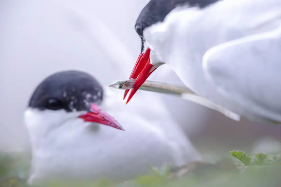 British Ecological Society Photo Contest 2024 Winners