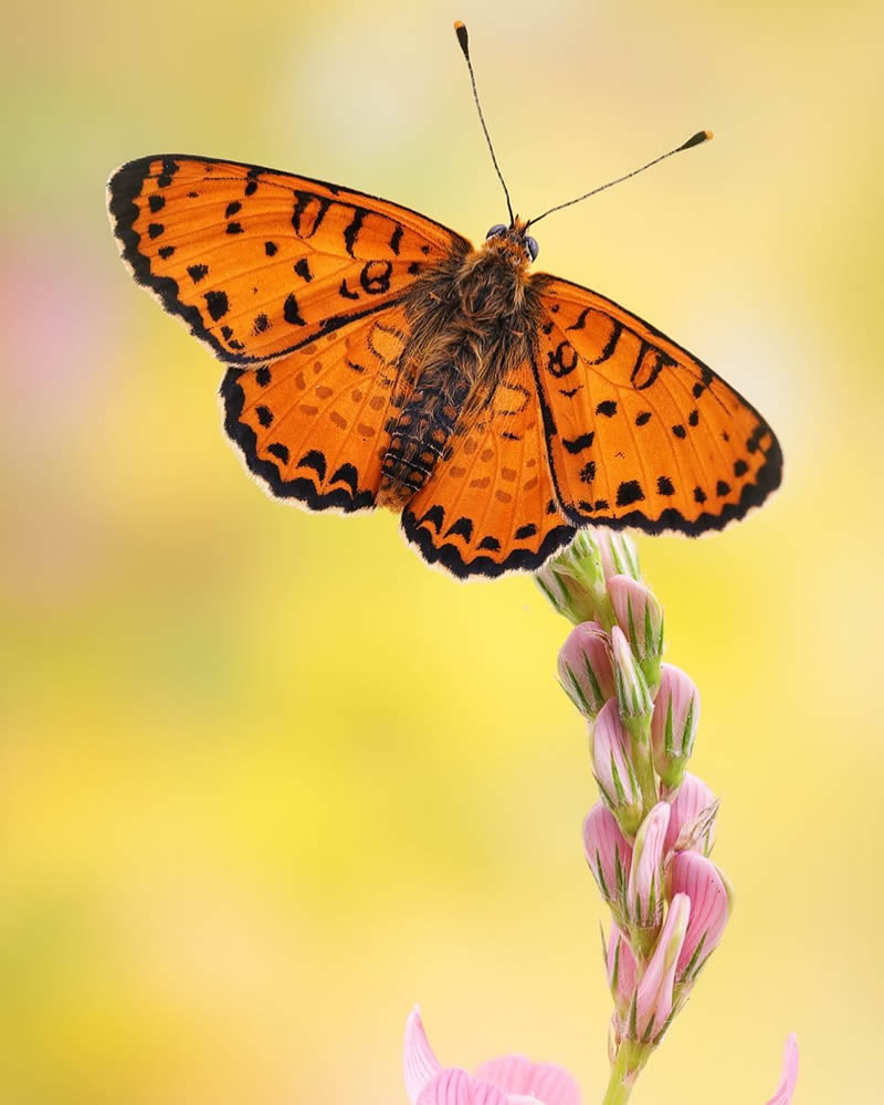 Butterflies Macro Photography by Andreas Kolossa