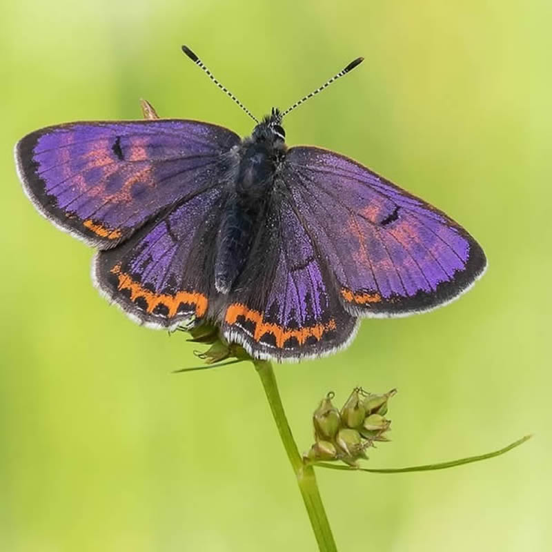 Butterflies Macro Photography by Andreas Kolossa