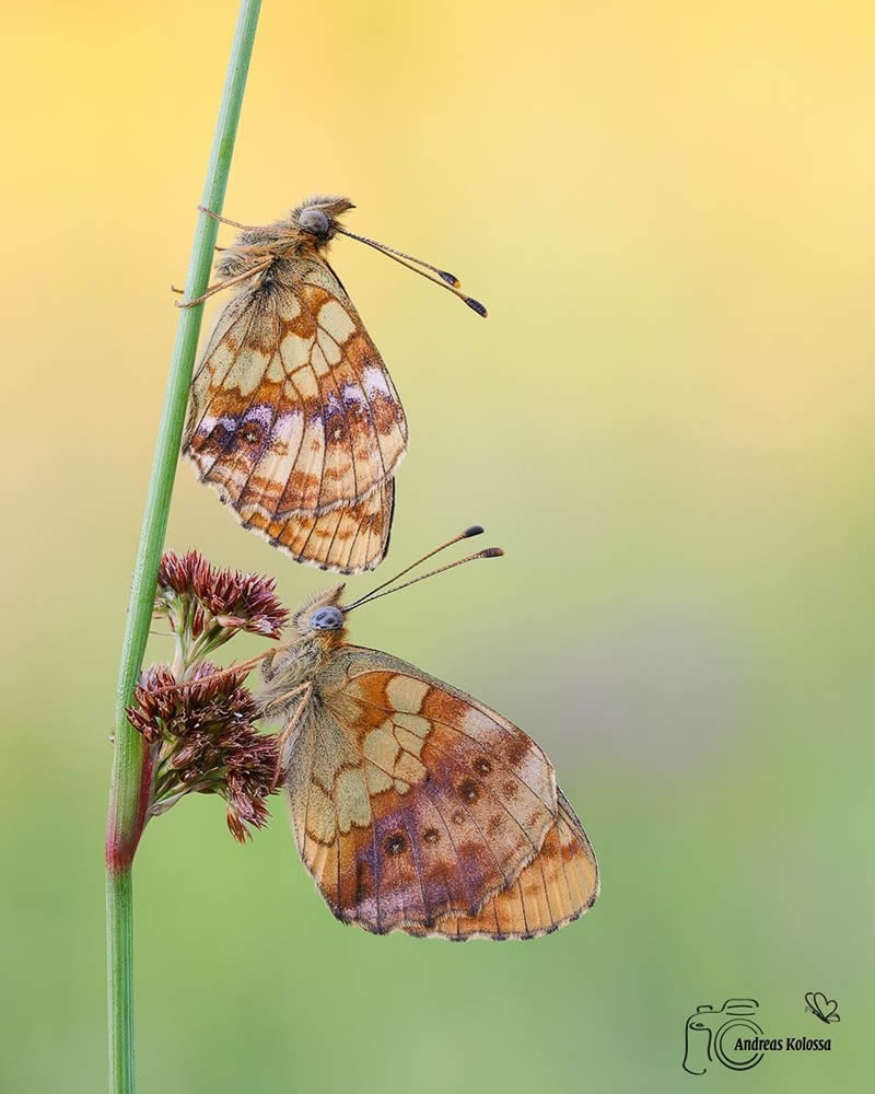 Butterflies Macro Photography by Andreas Kolossa