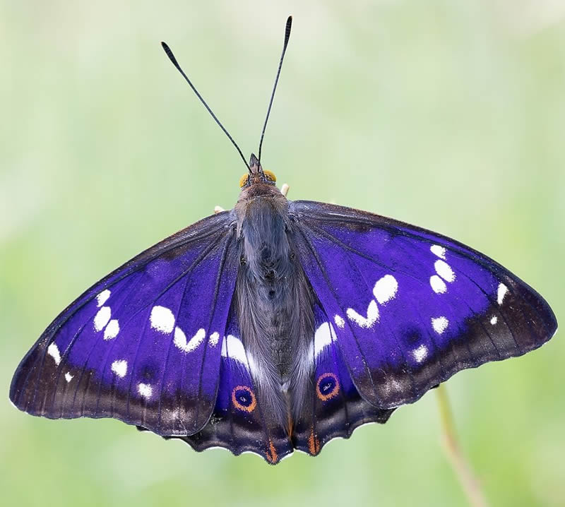 Butterflies Macro Photography by Andreas Kolossa