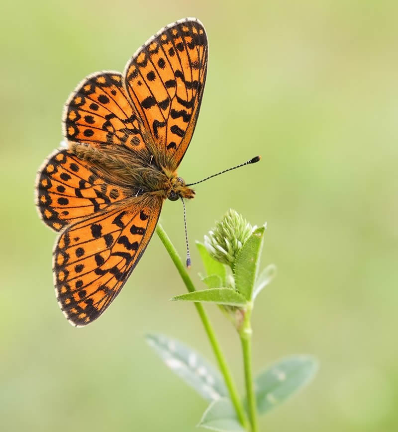 Butterflies Macro Photography by Andreas Kolossa