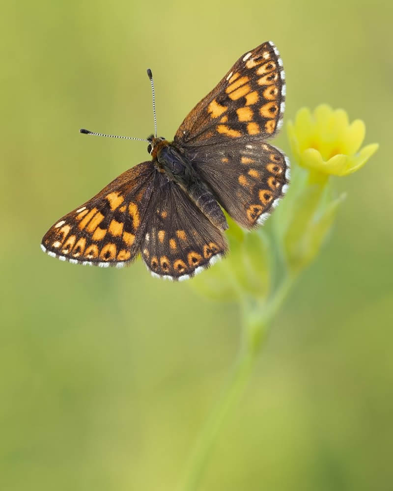 Butterflies Macro Photography by Andreas Kolossa