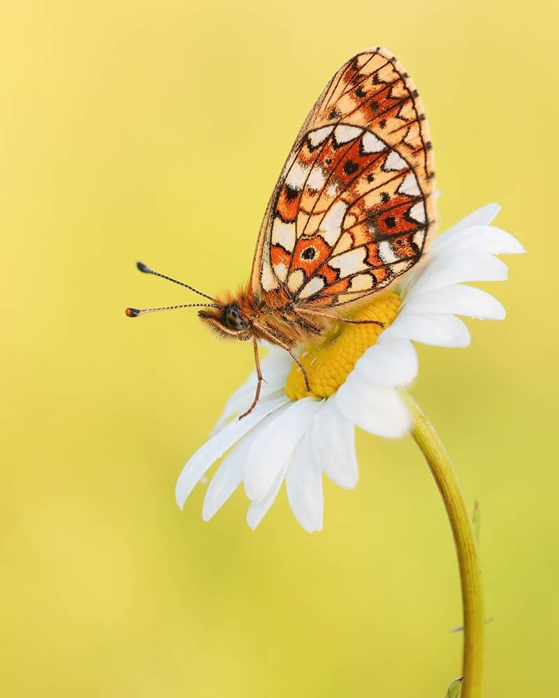 Butterflies Macro Photography by Andreas Kolossa