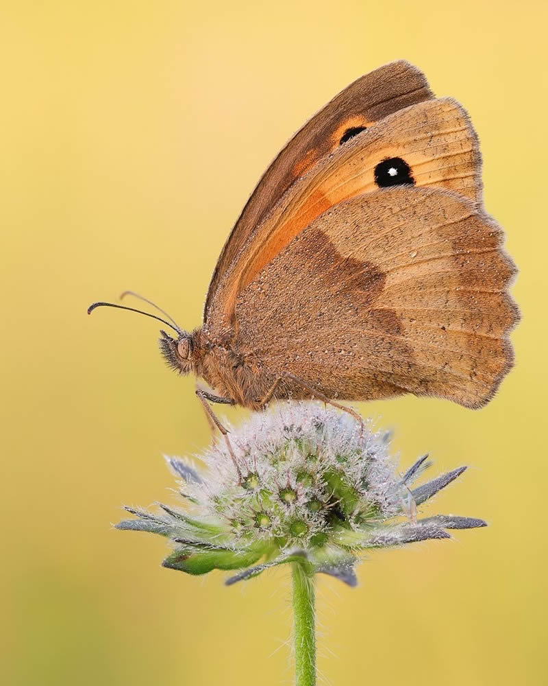 Butterflies Macro Photography by Andreas Kolossa