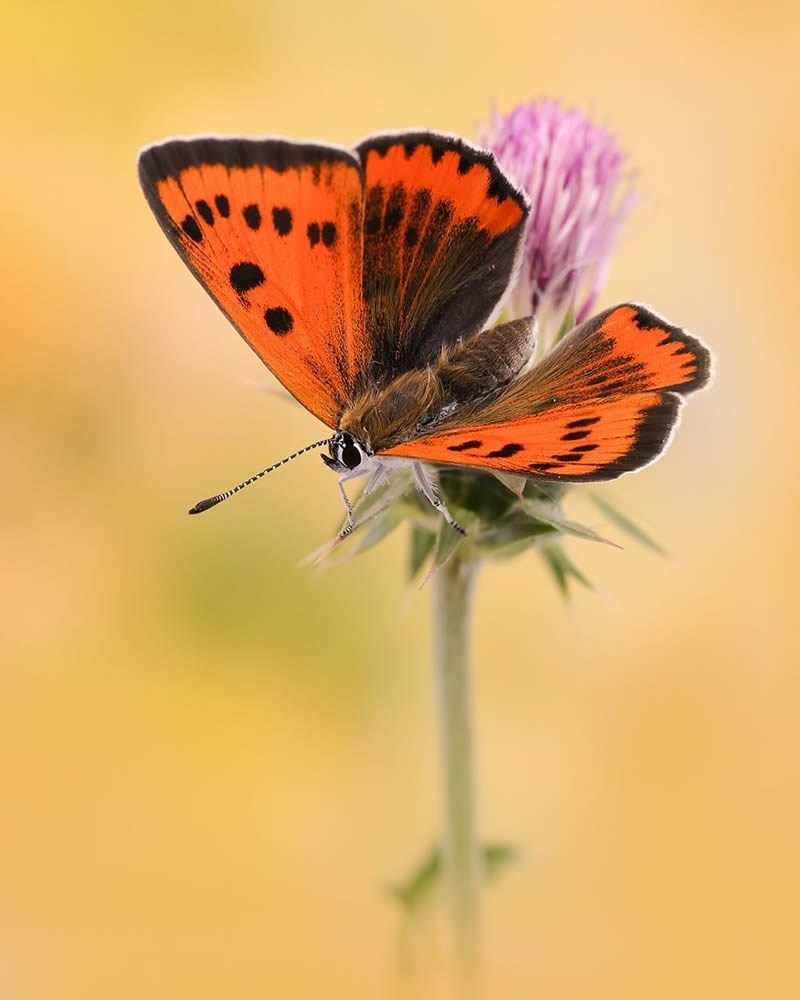 Butterflies Macro Photography by Andreas Kolossa