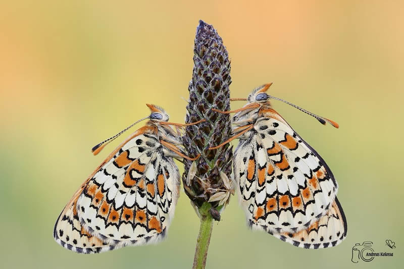 Butterflies Macro Photography by Andreas Kolossa