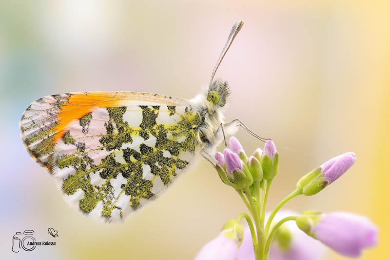 Butterflies Macro Photography by Andreas Kolossa