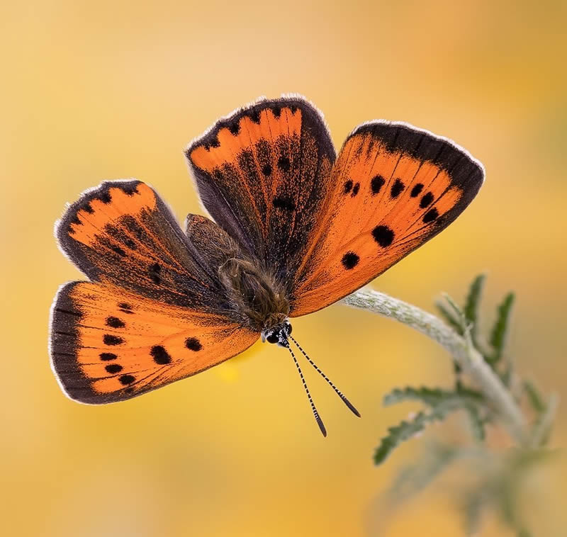 Butterflies Macro Photography by Andreas Kolossa