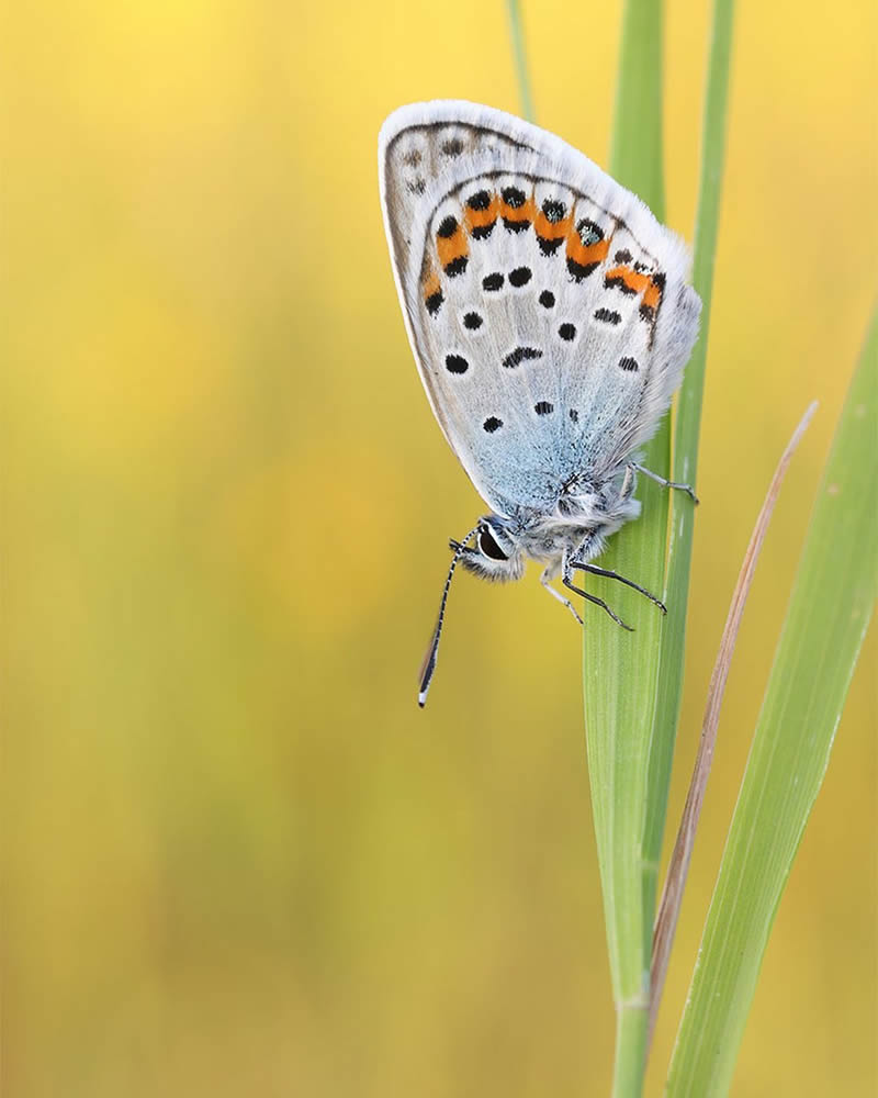 Butterflies Macro Photography by Andreas Kolossa