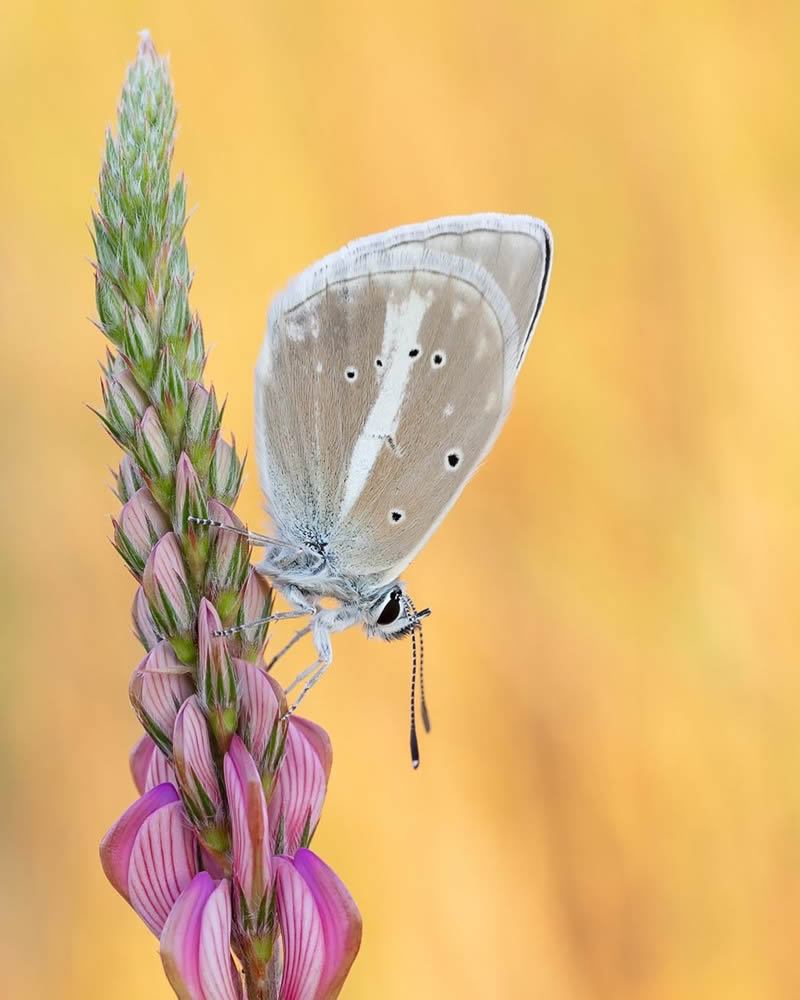 Butterflies Macro Photography by Andreas Kolossa