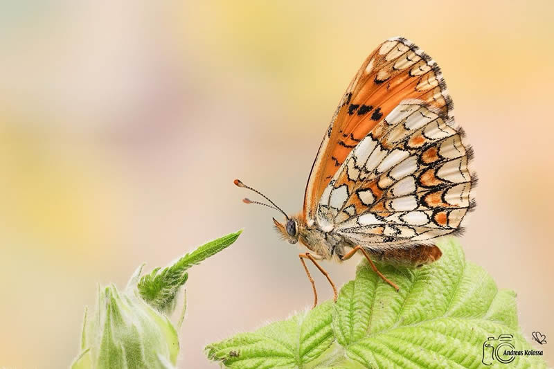 Butterflies Macro Photography by Andreas Kolossa