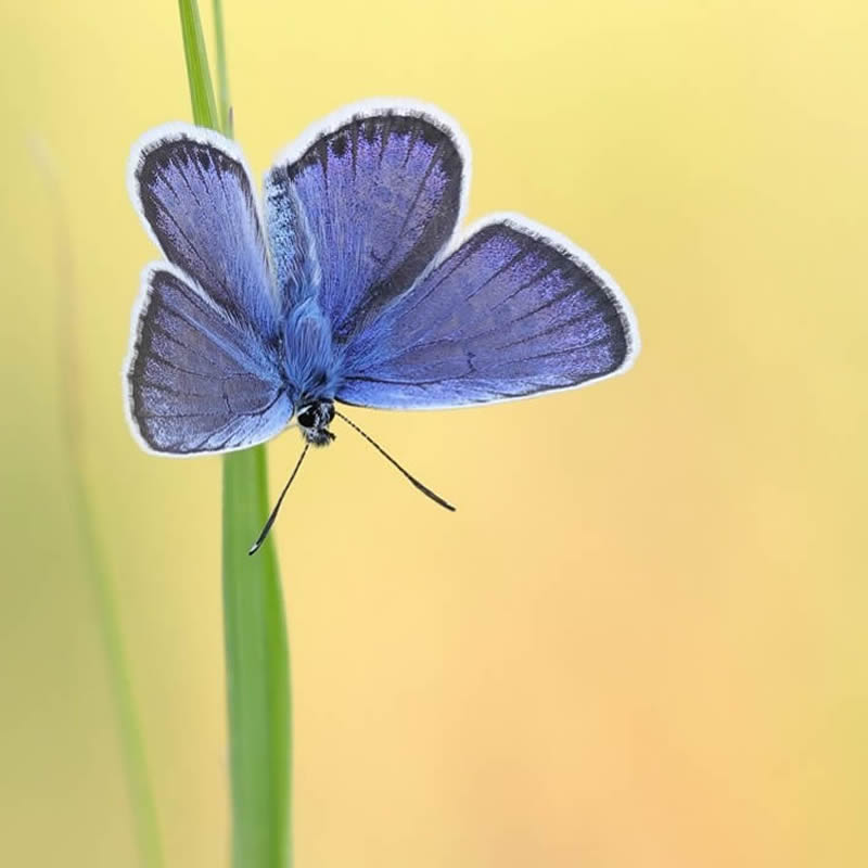 Butterflies Macro Photography by Andreas Kolossa