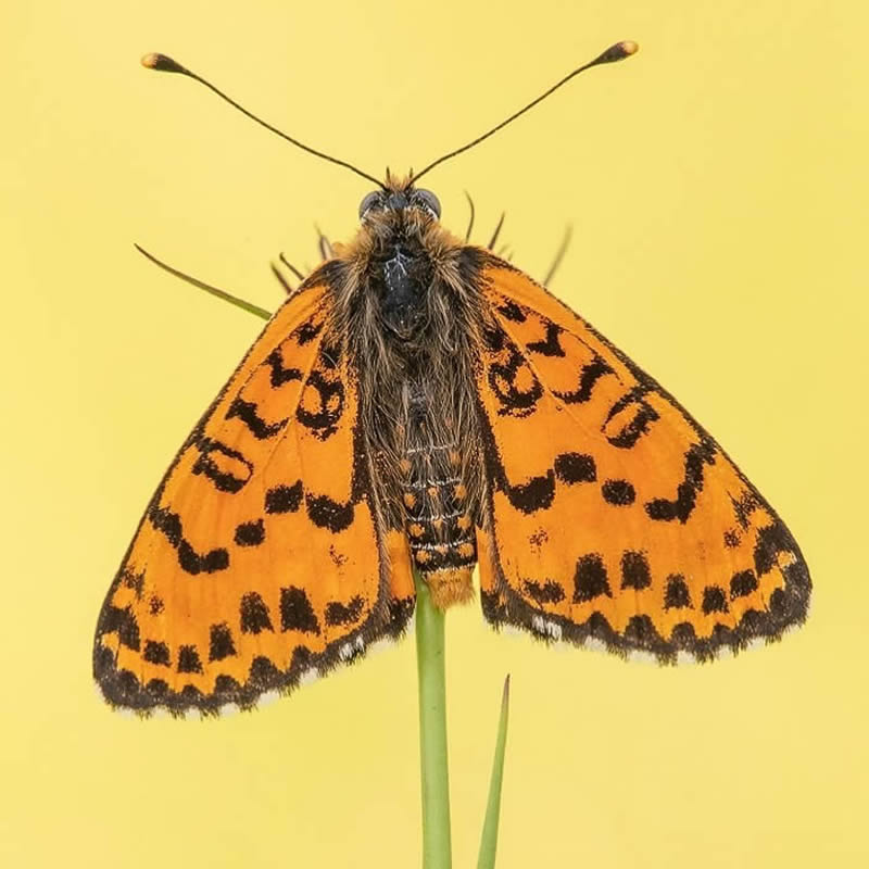 Butterflies Macro Photography by Andreas Kolossa