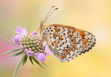 Butterflies Macro Photography by Andreas Kolossa