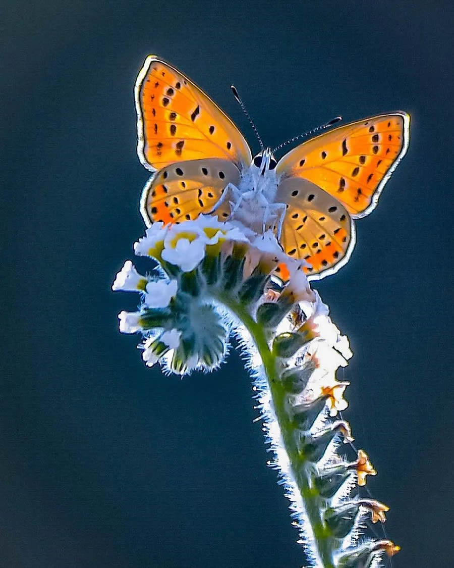 Butterflies Macro Photography By Soykan Said