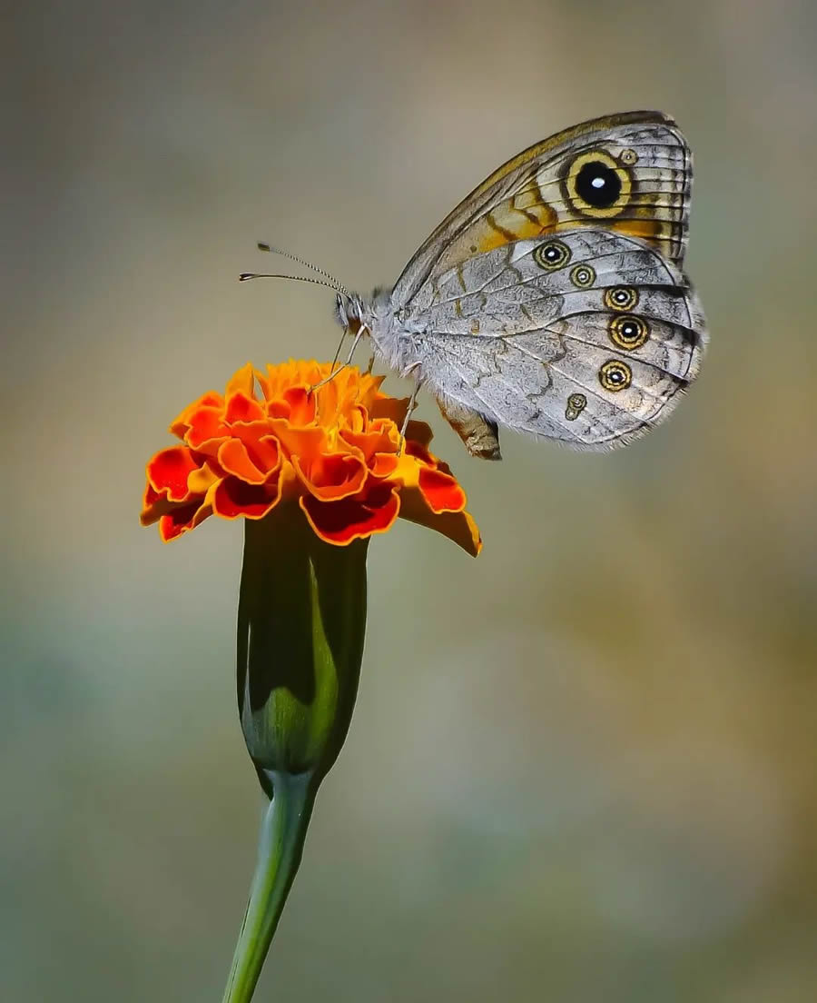 Butterflies Macro Photography By Soykan Said