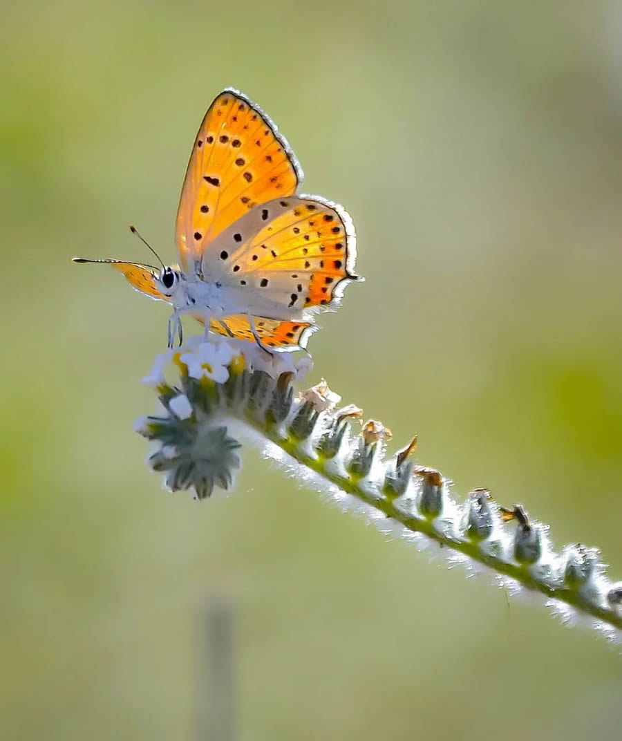 Butterflies Macro Photography By Soykan Said