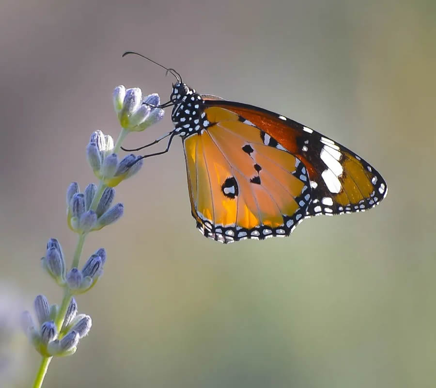 Butterflies Macro Photography By Soykan Said