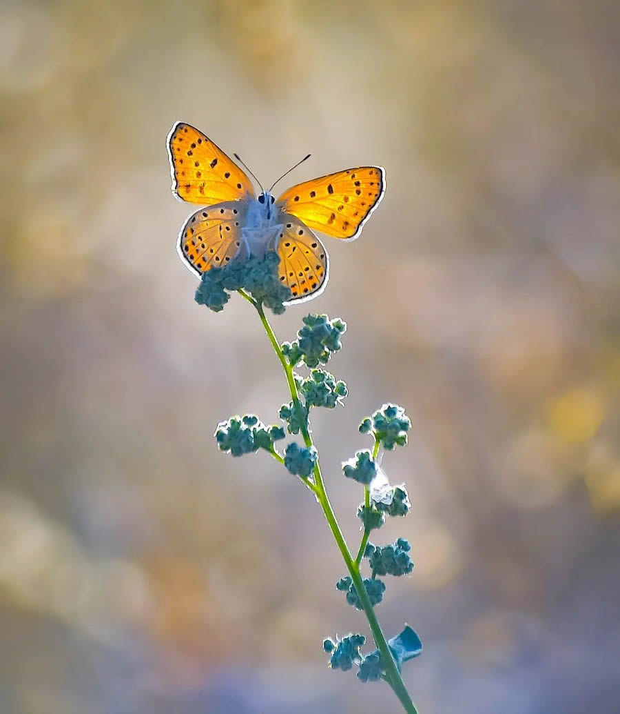 Butterflies Macro Photography By Soykan Said