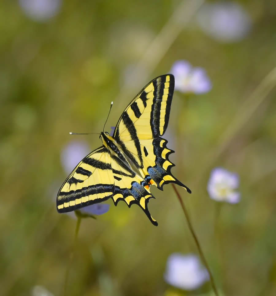 Butterflies Macro Photography By Soykan Said