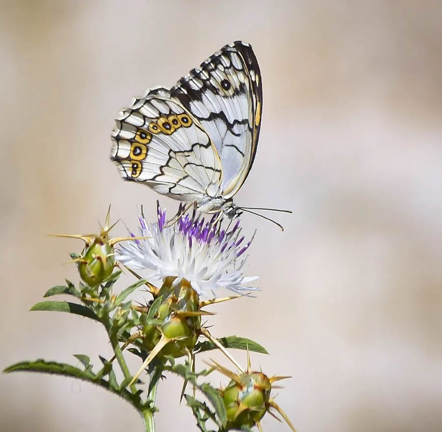 Butterflies Macro Photography By Soykan Said