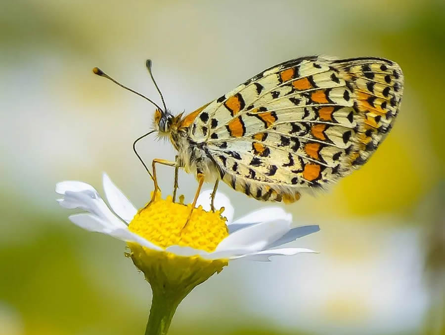 Butterflies Macro Photography By Soykan Said