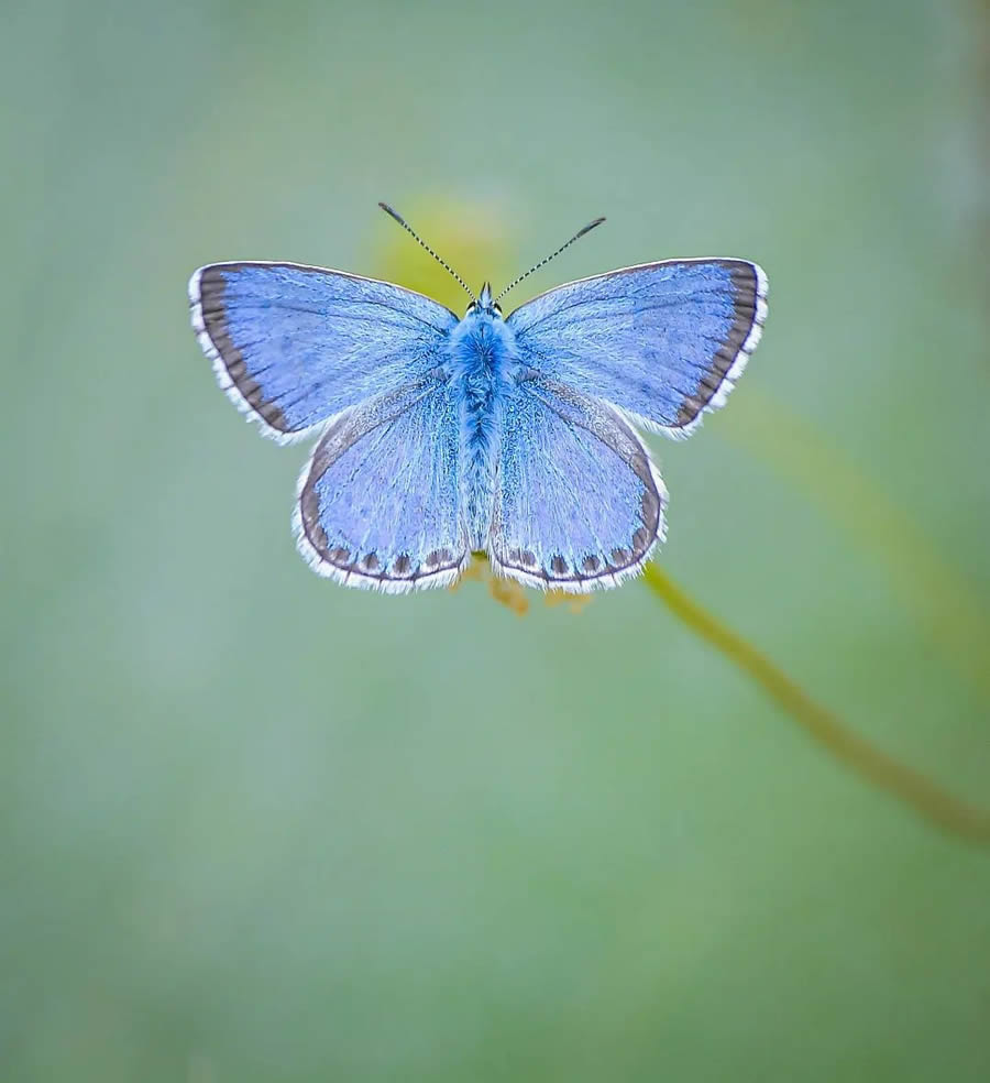 Butterflies Macro Photography By Soykan Said