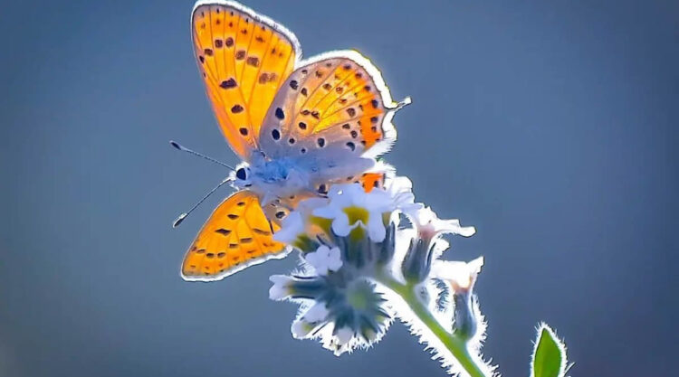 Butterflies Macro Photography By Soykan Said