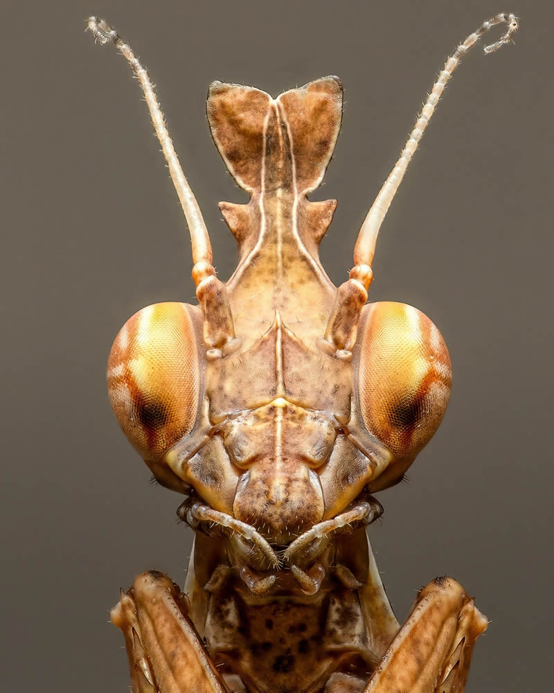 Exreme Close Up Portraits of Insects by Pete Burford