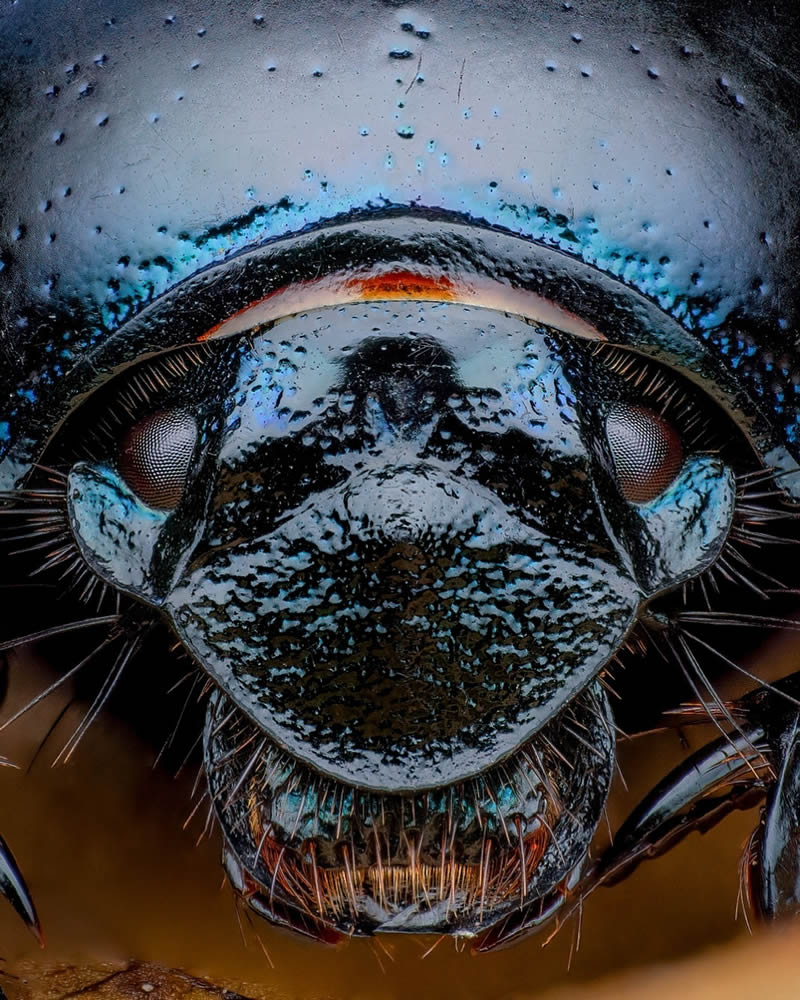 Exreme Close Up Portraits of Insects by Pete Burford