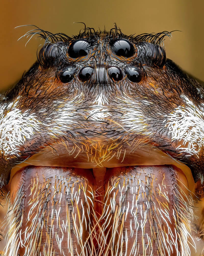 Exreme Close Up Portraits of Insects by Pete Burford