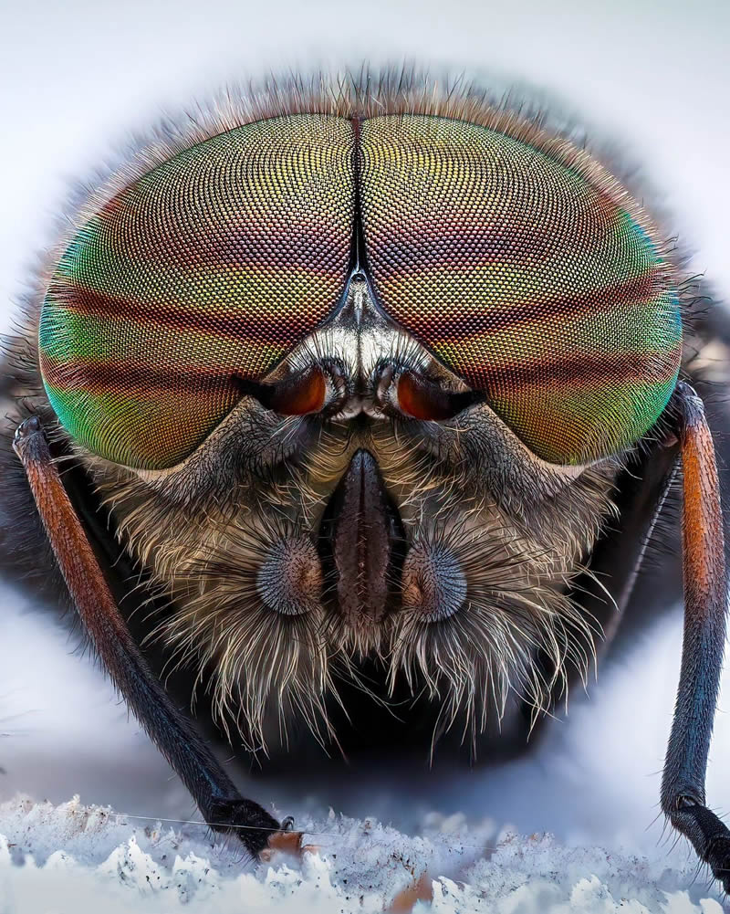 Exreme Close Up Portraits of Insects by Pete Burford