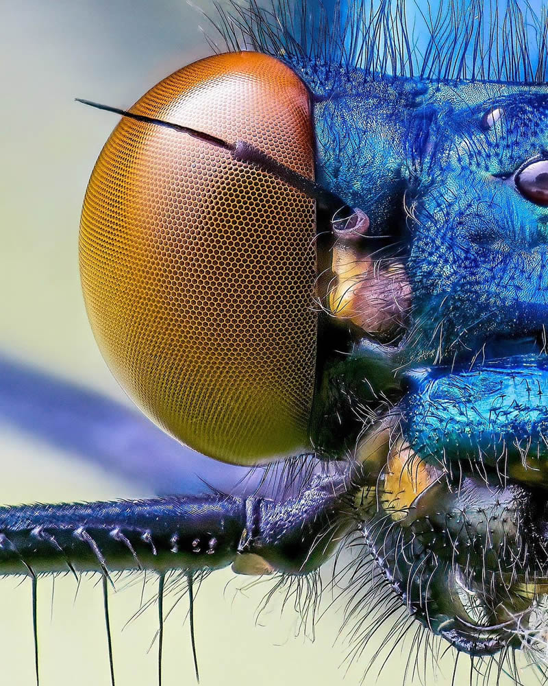 Exreme Close Up Portraits of Insects by Pete Burford