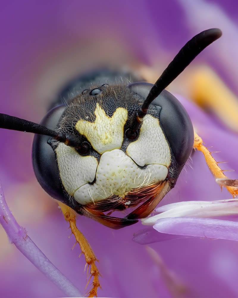 Exreme Close Up Portraits of Insects by Pete Burford