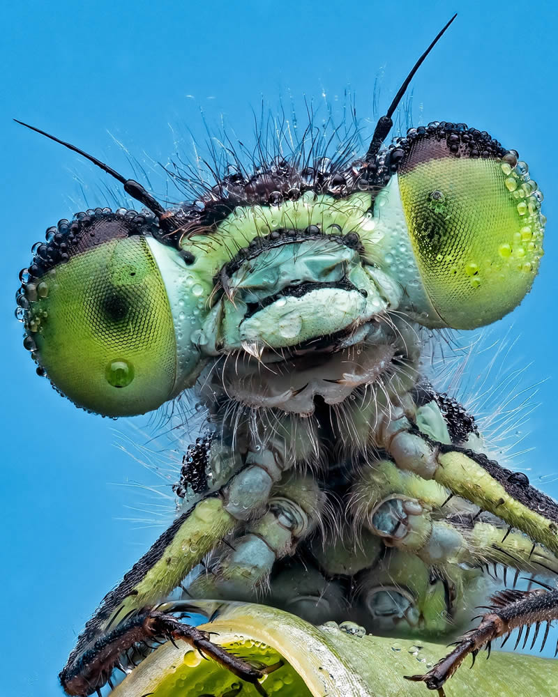 Exreme Close Up Portraits of Insects by Pete Burford