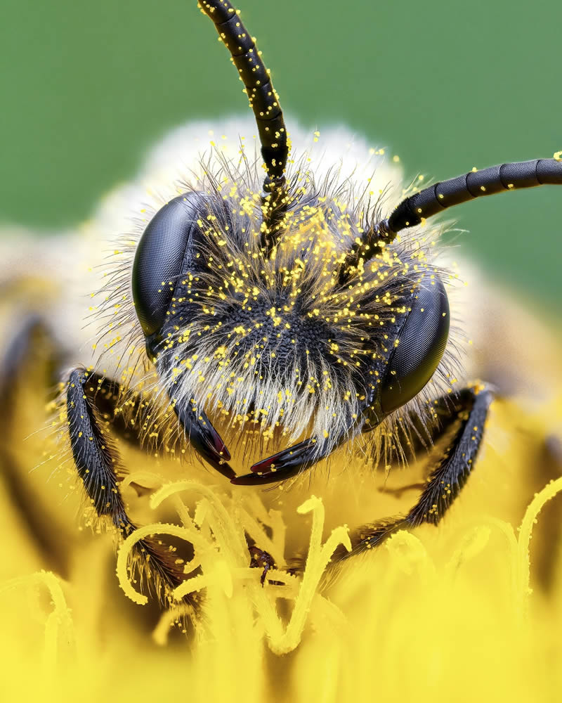 Exreme Close Up Portraits of Insects by Pete Burford