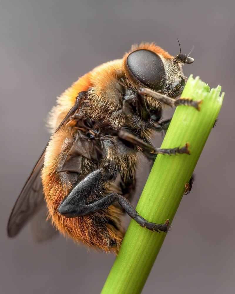 Exreme Close Up Portraits of Insects by Pete Burford