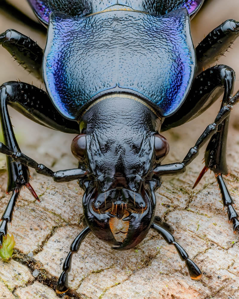 Exreme Close Up Portraits of Insects by Pete Burford