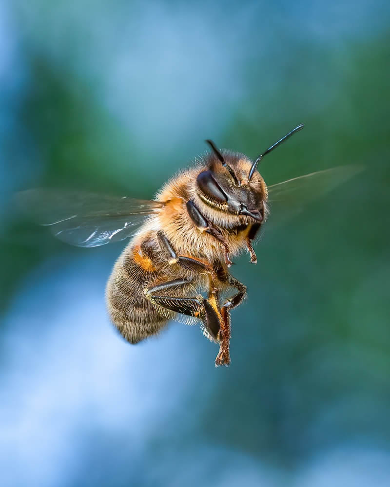 Exreme Close Up Portraits of Insects by Pete Burford