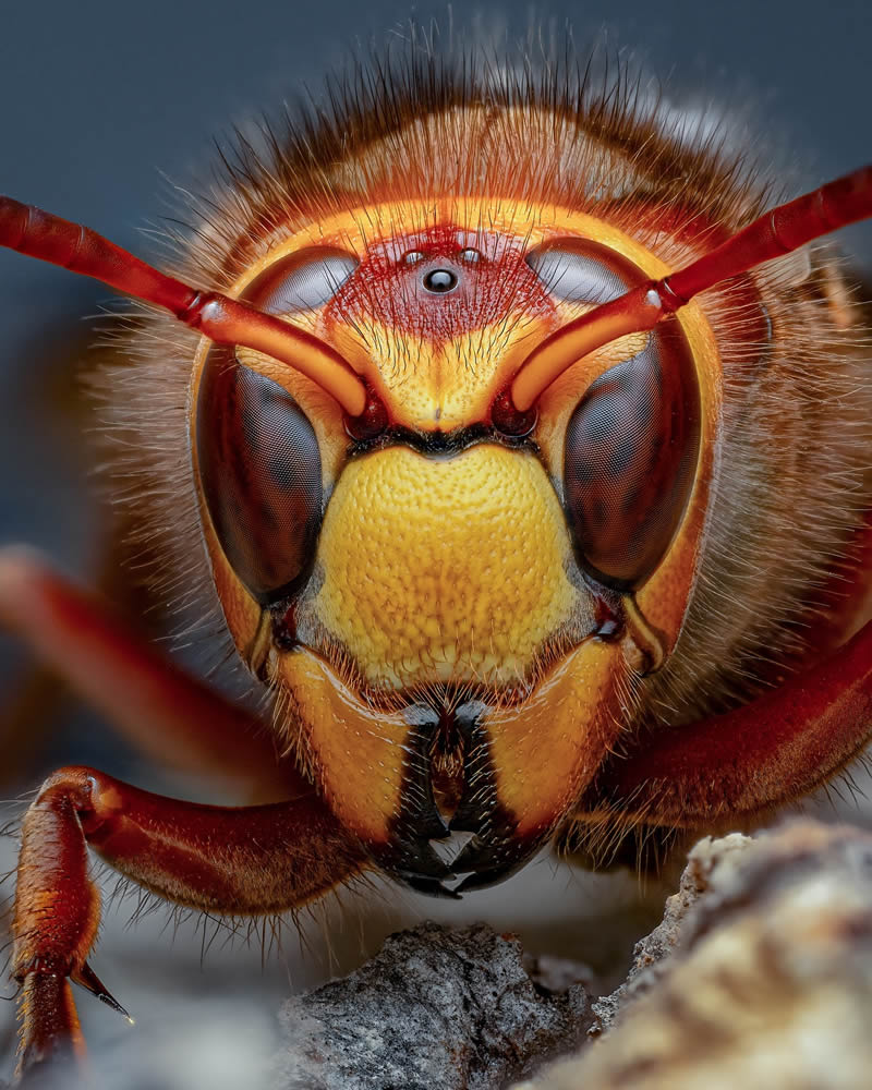 Exreme Close Up Portraits of Insects by Pete Burford