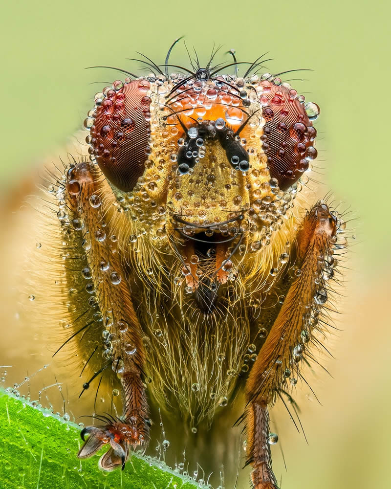 Exreme Close Up Portraits of Insects by Pete Burford