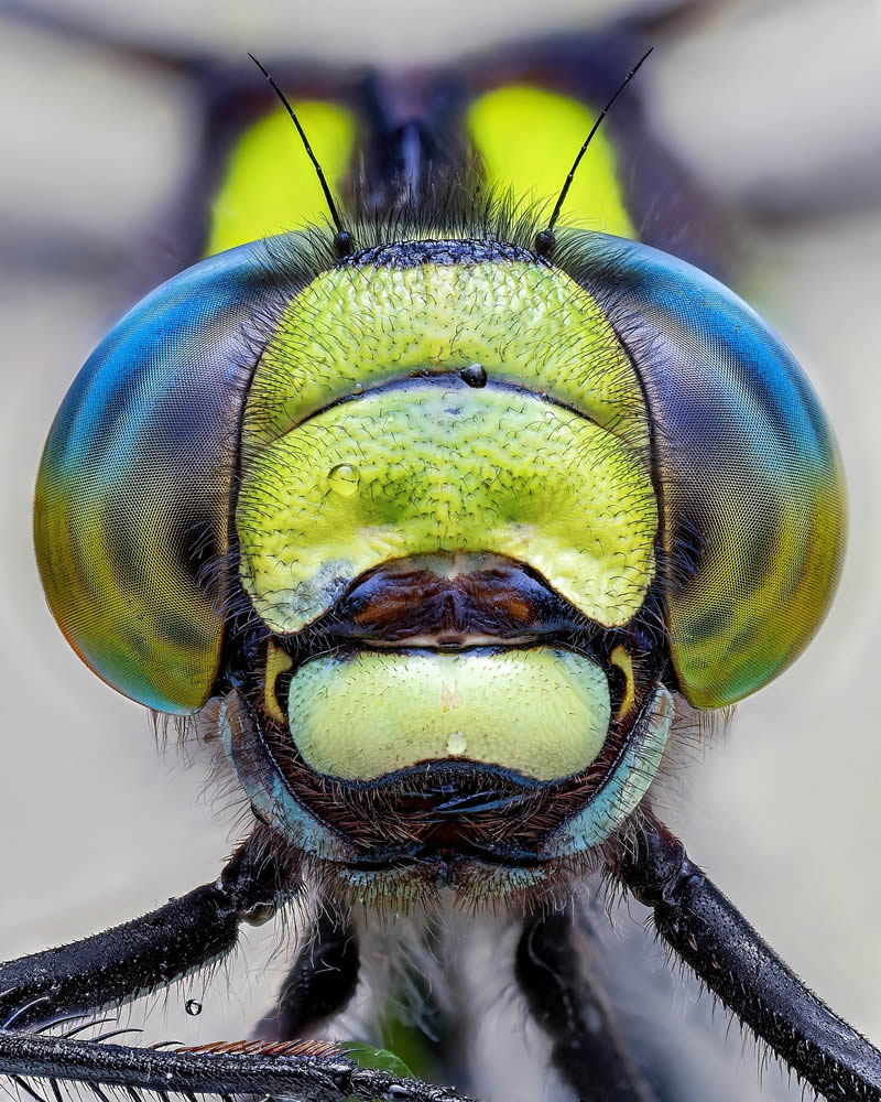 Exreme Close Up Portraits of Insects by Pete Burford