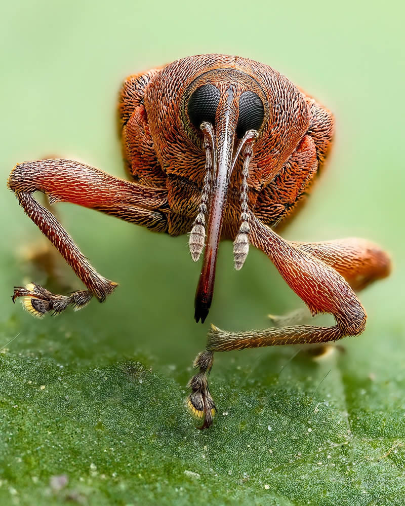 Exreme Close Up Portraits of Insects by Pete Burford