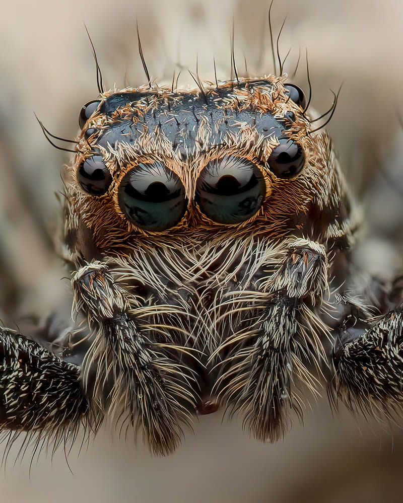 Exreme Close Up Portraits of Insects by Pete Burford