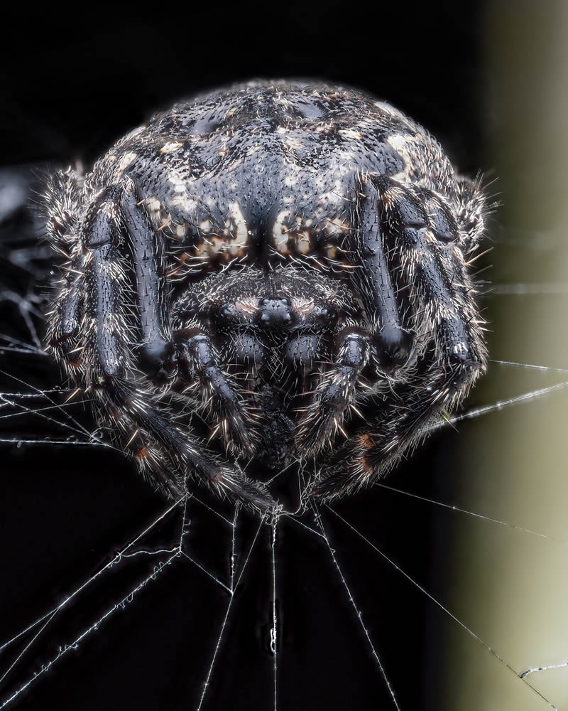 Exreme Close Up Portraits of Insects by Pete Burford