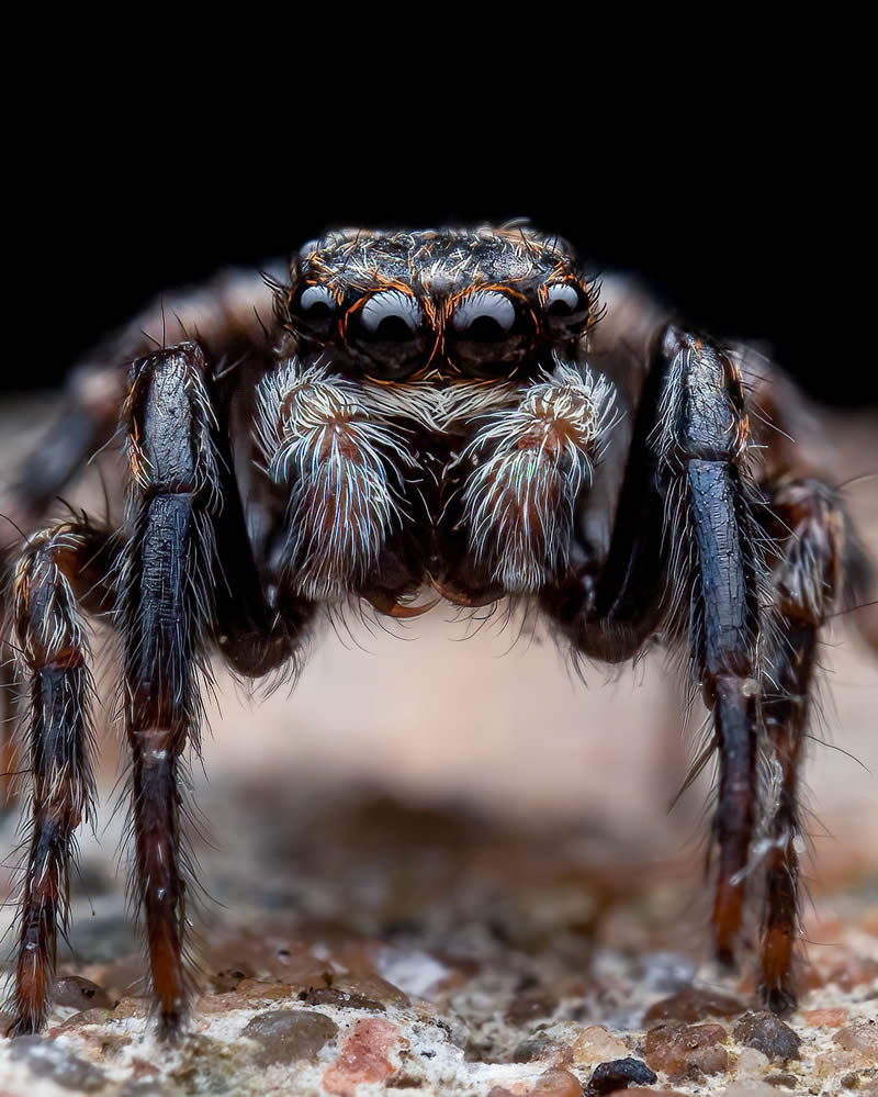 Exreme Close Up Portraits of Insects by Pete Burford