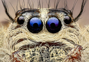 Exreme Close Up Portraits of Insects by Pete Burford